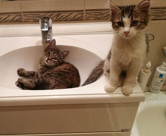 16 histórias de pessoas que adoram um gato 12