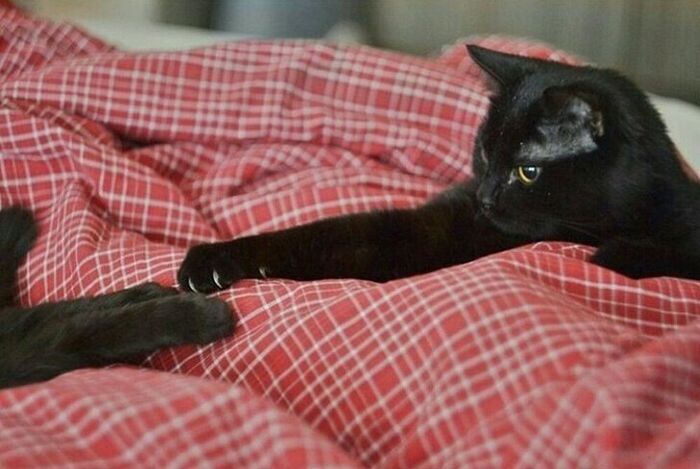 16 histórias de pessoas que adoram um gato 13