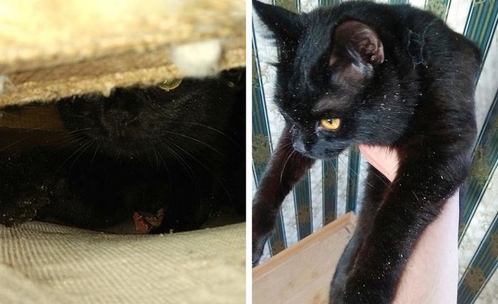 16 histórias de pessoas que adoram um gato 14