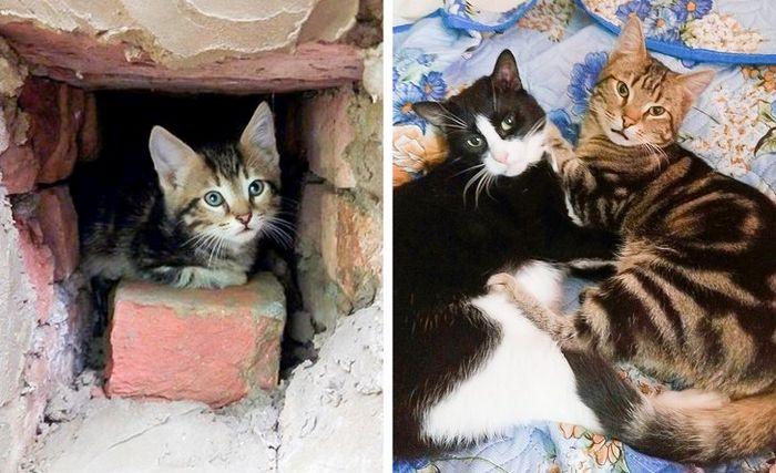 16 histórias de pessoas que adoram um gato 15