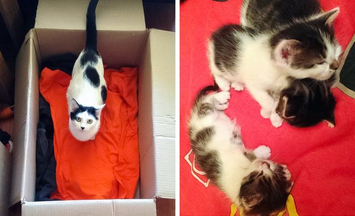 16 histórias de pessoas que adoram um gato 16