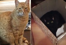 16 histórias de pessoas que adoram um gato 7