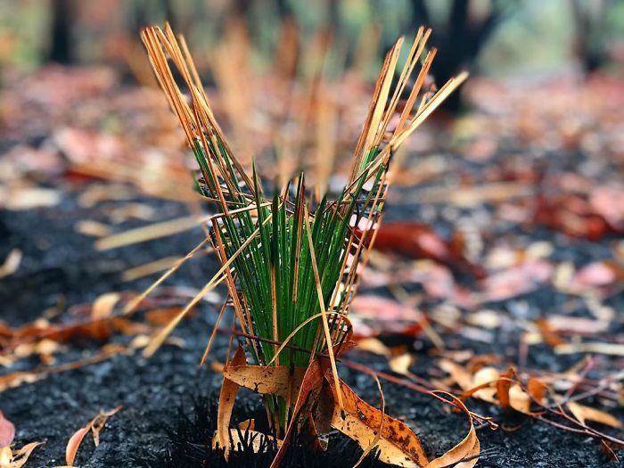 A vida está retornando à terra destruída pelos incêndios na Austrália (35 fotos) 1