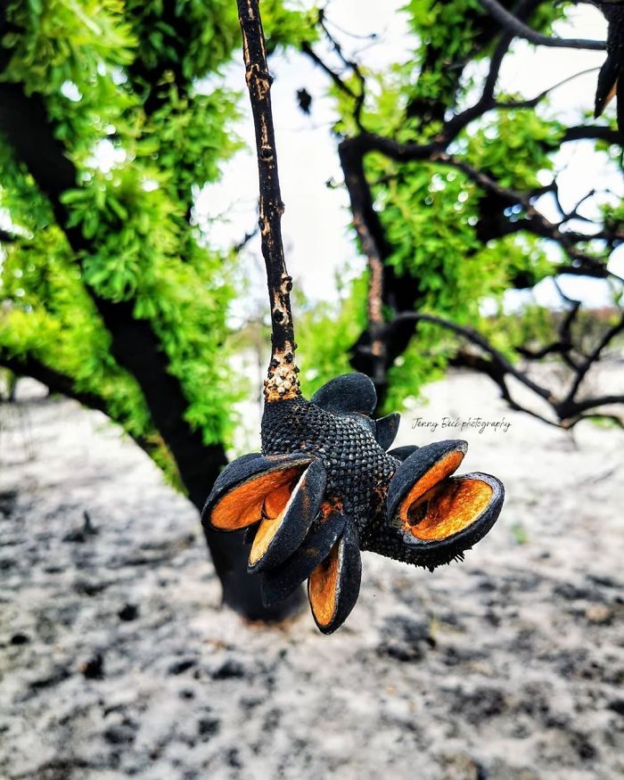 A vida está retornando à terra destruída pelos incêndios na Austrália (35 fotos) 3