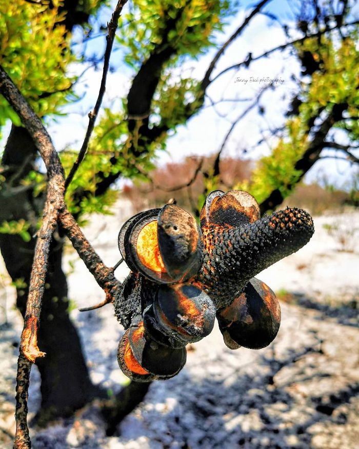 A vida está retornando à terra destruída pelos incêndios na Austrália (35 fotos) 4