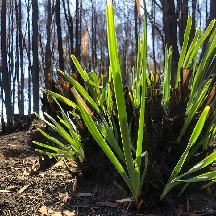 A vida está retornando à terra destruída pelos incêndios na Austrália (35 fotos) 6