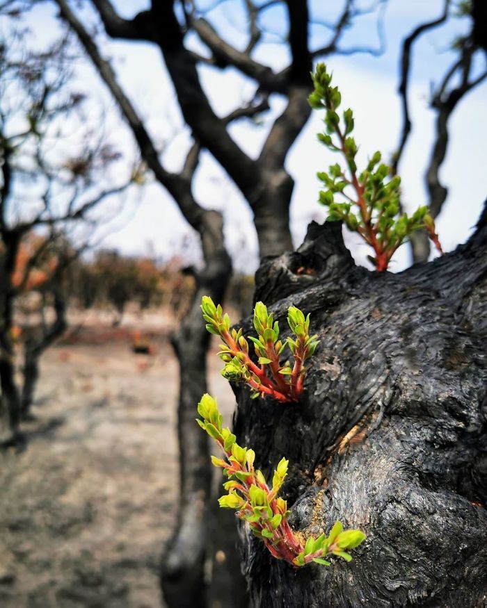 A vida está retornando à terra destruída pelos incêndios na Austrália (35 fotos) 11