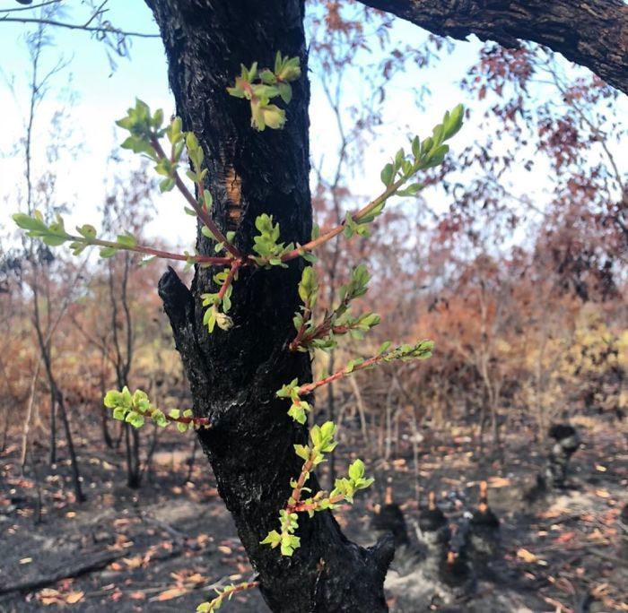A vida está retornando à terra destruída pelos incêndios na Austrália (35 fotos) 16
