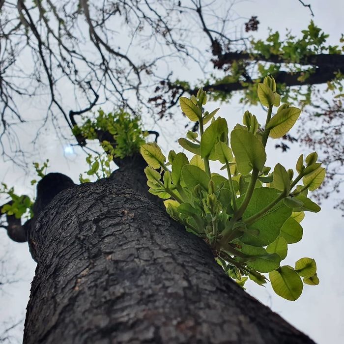A vida está retornando à terra destruída pelos incêndios na Austrália (35 fotos) 22