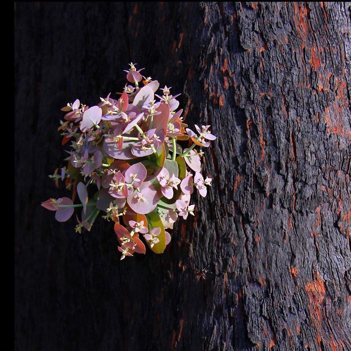 A vida está retornando à terra destruída pelos incêndios na Austrália (35 fotos) 25