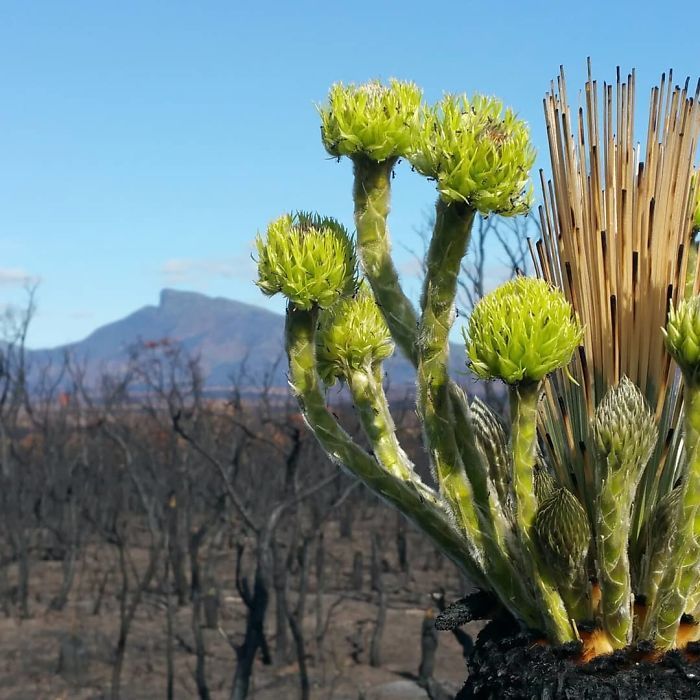 A vida está retornando à terra destruída pelos incêndios na Austrália (35 fotos) 26
