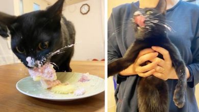 18 animais de estimação que não entendem o que significa espaço pessoal 32