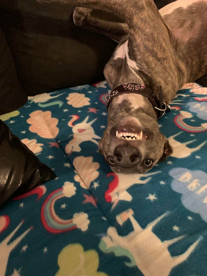 Há uma comunidade on-line "Toofers" feita para apreciar fotos de adoráveis ​​dentes de cachorro 4