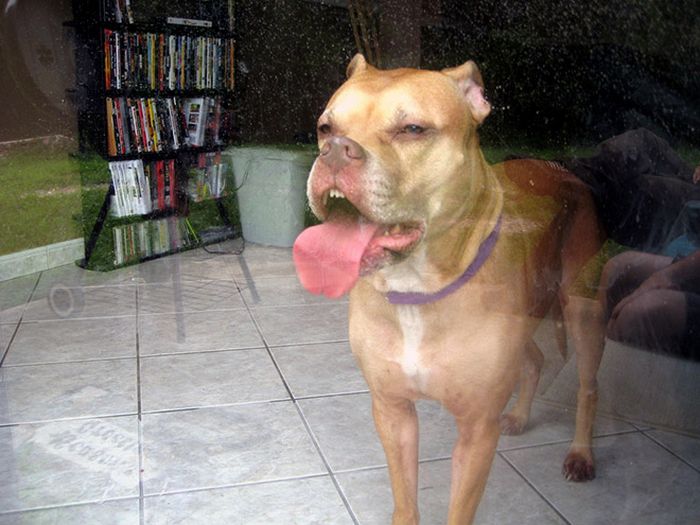 Há uma comunidade on-line "Toofers" feita para apreciar fotos de adoráveis ​​dentes de cachorro 10