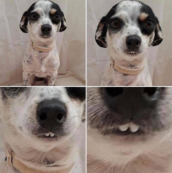 Há uma comunidade on-line "Toofers" feita para apreciar fotos de adoráveis ​​dentes de cachorro 15