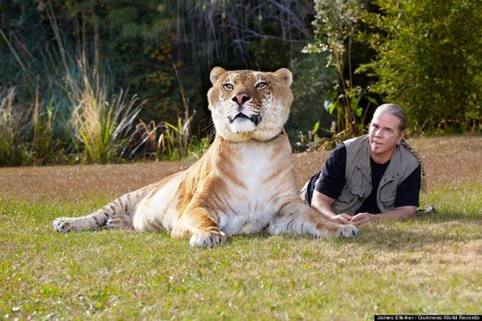 Conheça Ligre o maior felino do mundo um híbrido entre leão e tigre 1 Conheça Ligre o maior felino do mundo um híbrido entre leão e tigre 1