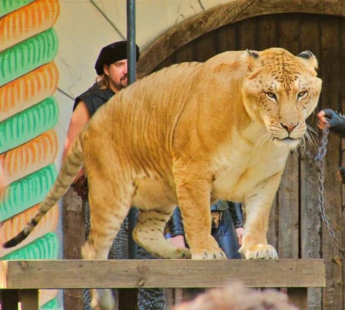 Conheça Ligre o maior felino do mundo um híbrido entre leão e tigre 2 Conheça Ligre o maior felino do mundo um híbrido entre leão e tigre 2
