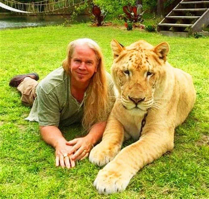 Conheça Ligre o maior felino do mundo um híbrido entre leão e tigre 4