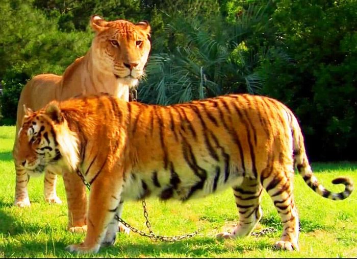 Conheça Ligre o maior felino do mundo um híbrido entre leão e tigre 5 Conheça Ligre o maior felino do mundo um híbrido entre leão e tigre 5