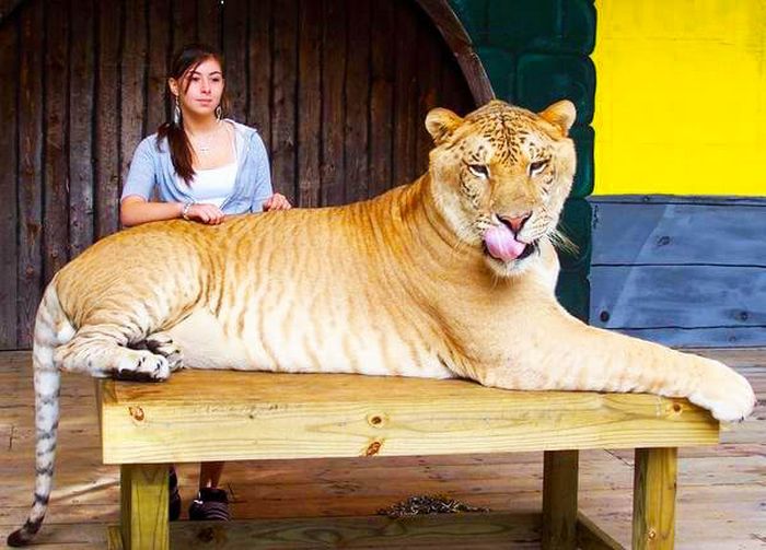 Conheça Ligre o maior felino do mundo um híbrido entre leão e tigre 6 Conheça Ligre o maior felino do mundo um híbrido entre leão e tigre 6