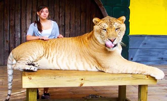 Conheça Ligre o maior felino do mundo um híbrido entre leão e tigre
