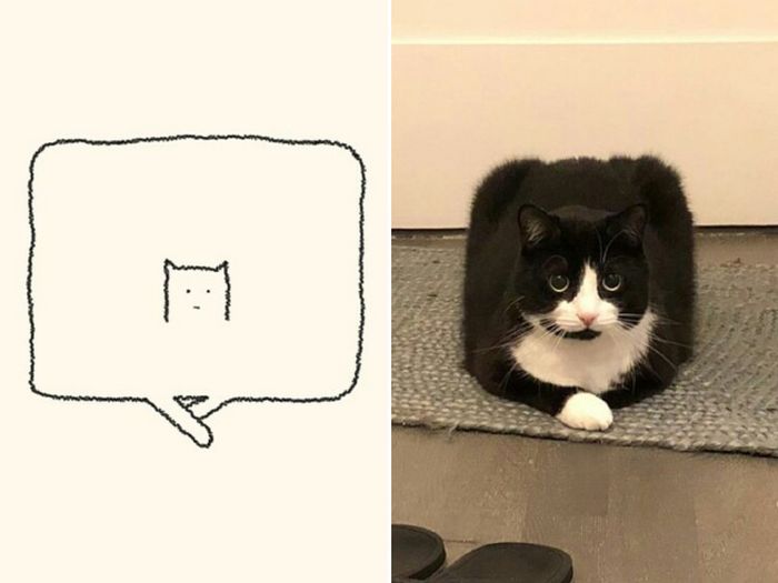 21 desenhos de gato realmente precisos 10