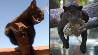 8 fatos que comprova que panteras são apenas gatos gigantes 6