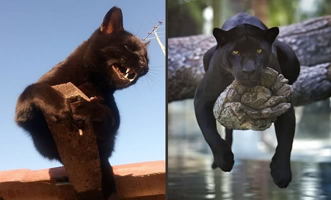8 fatos que comprova que panteras são apenas gatos gigantes