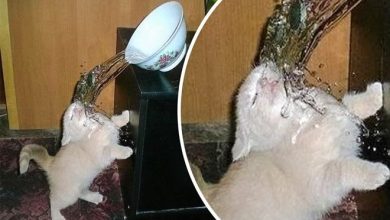 24 fotos tiradas um segundo antes de uma pequena catástrofe 10