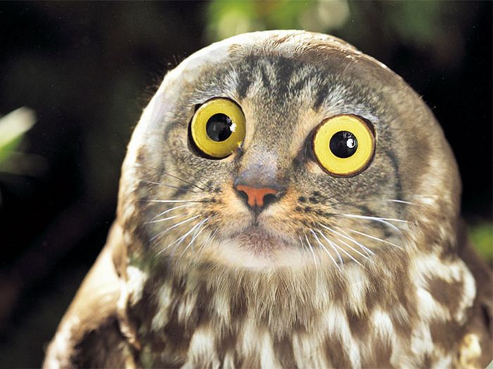 22 fusões mais incríveis de gato com coruja 4 22 fusões mais incríveis de gato com coruja 4