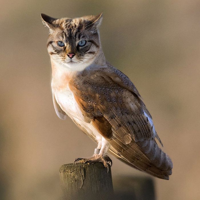 22 fusões mais incríveis de gato com coruja 6 22 fusões mais incríveis de gato com coruja 6