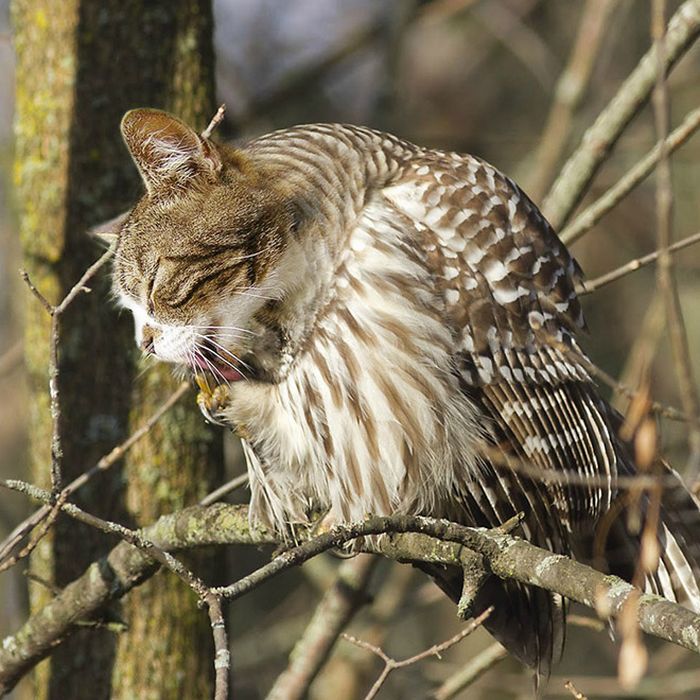 22 fusões mais incríveis de gato com coruja 8 22 fusões mais incríveis de gato com coruja 8