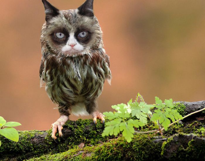 22 fusões mais incríveis de gato com coruja 12 22 fusões mais incríveis de gato com coruja 12