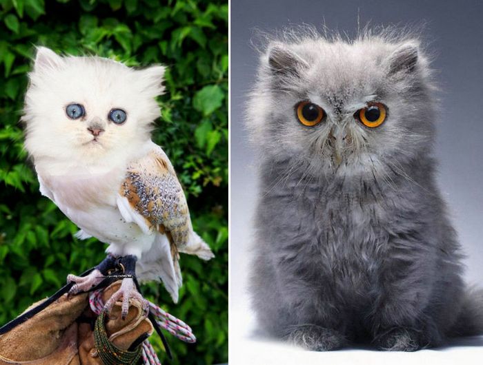 22 fusões mais incríveis de gato com coruja 13 22 fusões mais incríveis de gato com coruja 13
