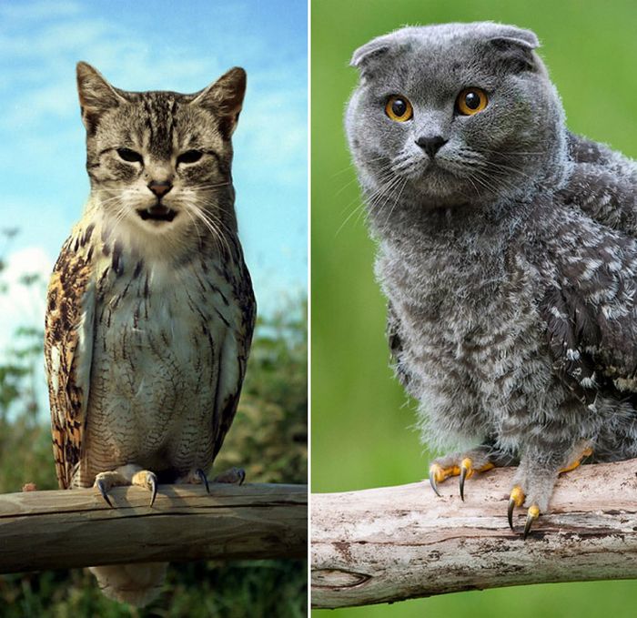 22 fusões mais incríveis de gato com coruja 14 22 fusões mais incríveis de gato com coruja 14