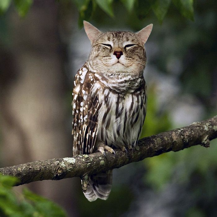 22 fusões mais incríveis de gato com coruja 16 22 fusões mais incríveis de gato com coruja 16