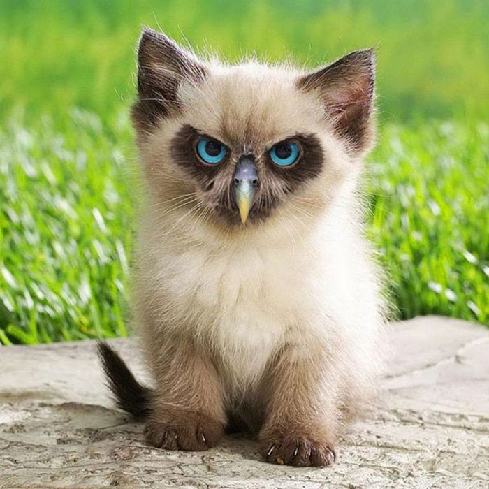 22 fusões mais incríveis de gato com coruja 17 22 fusões mais incríveis de gato com coruja 17