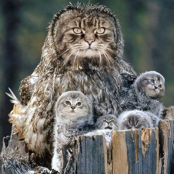 22 fusões mais incríveis de gato com coruja 18 22 fusões mais incríveis de gato com coruja 18