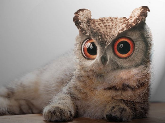 22 fusões mais incríveis de gato com coruja 21 22 fusões mais incríveis de gato com coruja 21