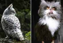 22 fusões mais incríveis de gato com coruja 1