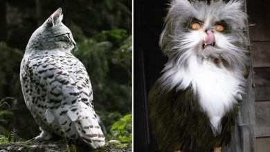 22 fusões mais incríveis de gato com coruja 30