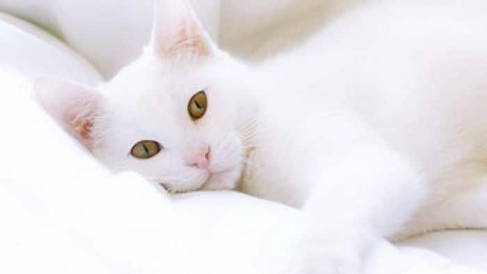 Ideias criativas para nomes para gatos brancos