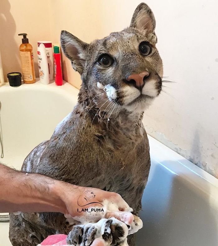Puma resgatada de um zoológico vive como um gato doméstico mimado (18 fotos) 1