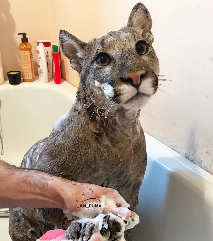 Puma resgatada de um zoológico vive como um gato doméstico mimado (18 fotos) 2