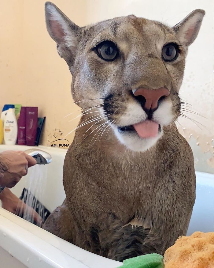 Puma resgatada de um zoológico vive como um gato doméstico mimado (18 fotos) 2