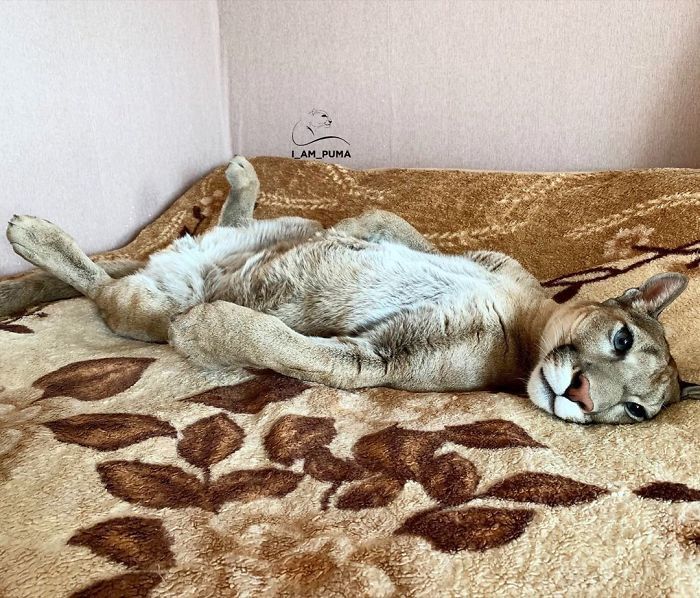 Puma resgatada de um zoológico vive como um gato doméstico mimado (18 fotos) 5