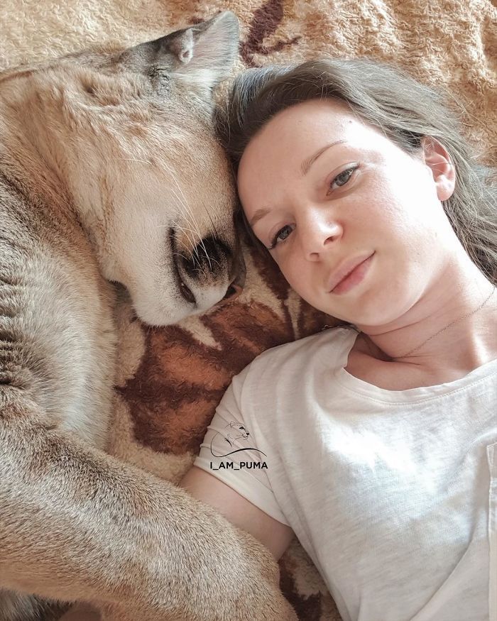 Puma resgatada de um zoológico vive como um gato doméstico mimado (18 fotos) 5