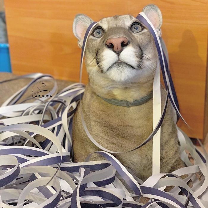 Puma resgatada de um zoológico vive como um gato doméstico mimado (18 fotos) 7