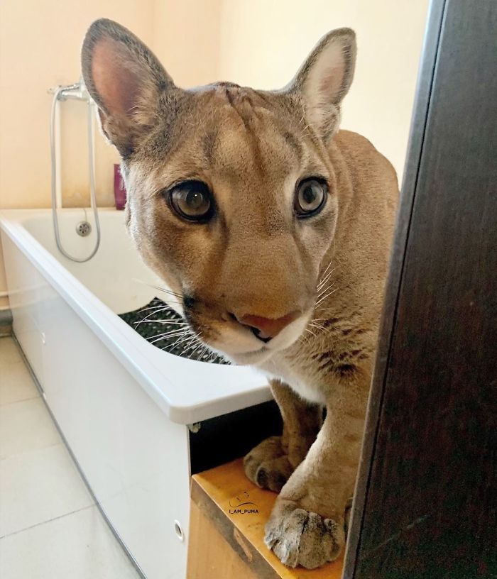 Puma resgatada de um zoológico vive como um gato doméstico mimado (18 fotos) 8