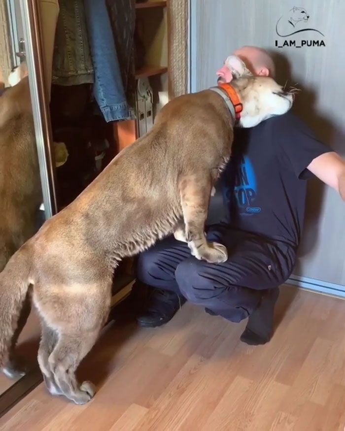 Puma resgatada de um zoológico vive como um gato doméstico mimado (18 fotos) 8